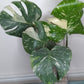 Monstera Thai Con T31