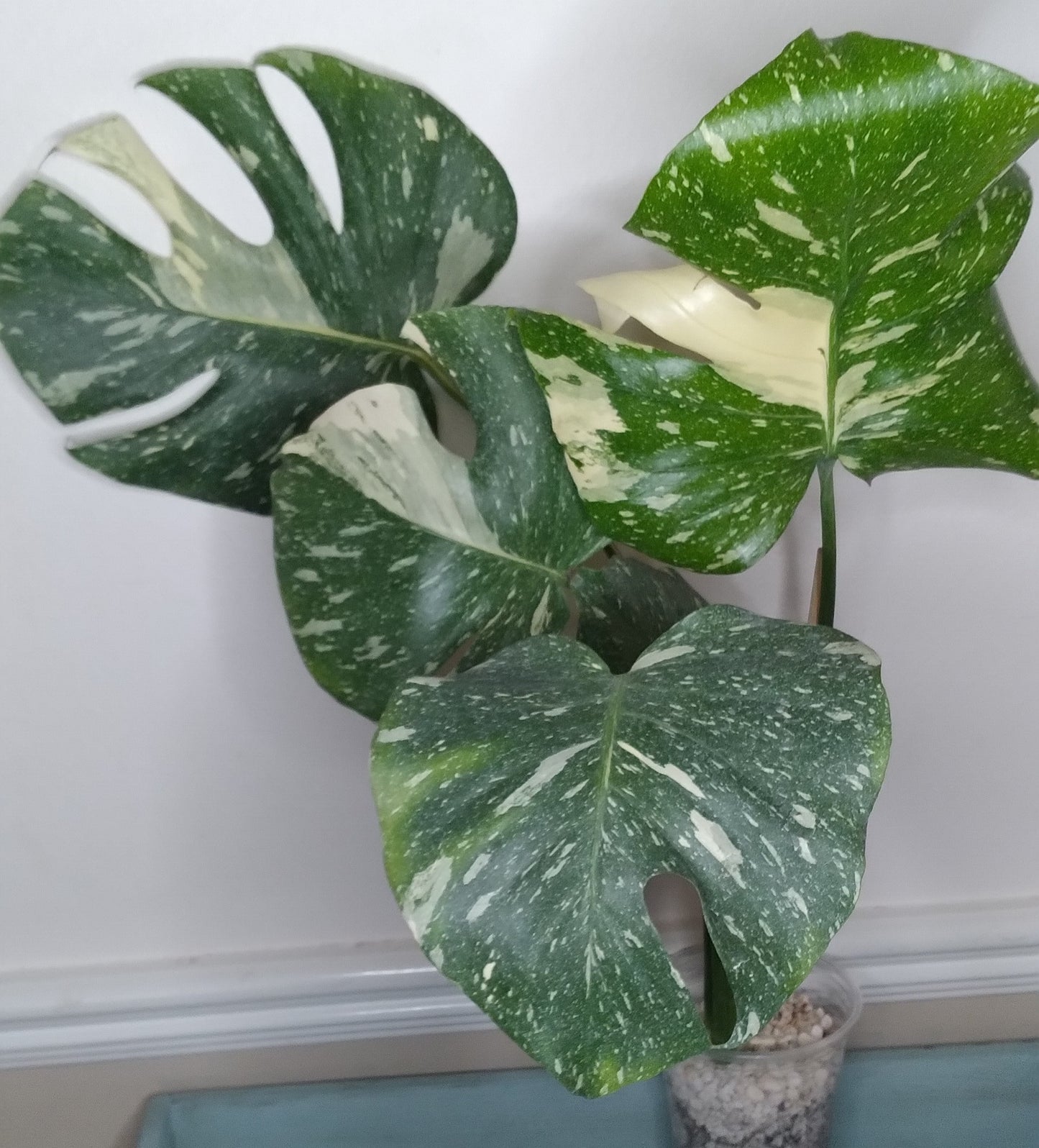 Monstera Thai Con T31