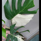 Monstera Albo A35