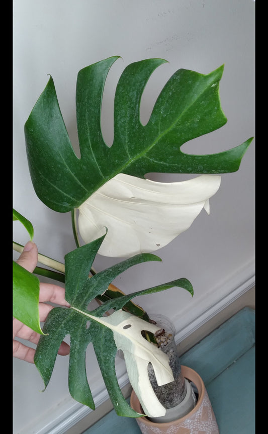 Monstera Albo A35