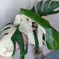 Monstera Albo A35