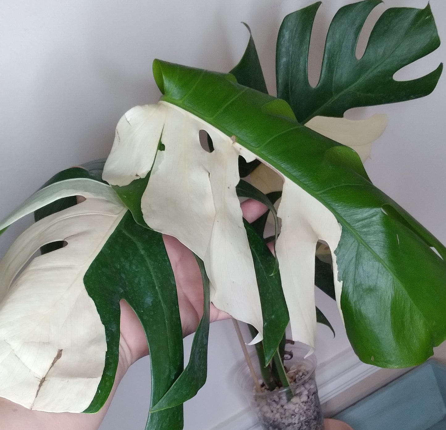 Monstera Albo A35