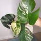 Monstera Albo A36