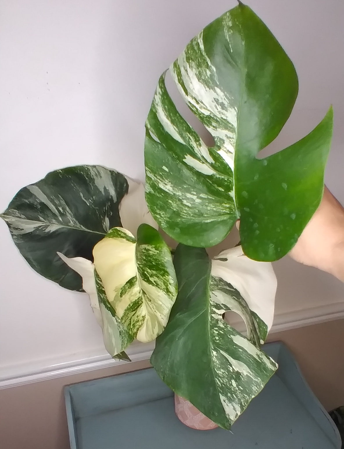 Monstera Albo A36