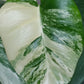 Monstera Albo A36