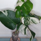 Monstera Albo A39