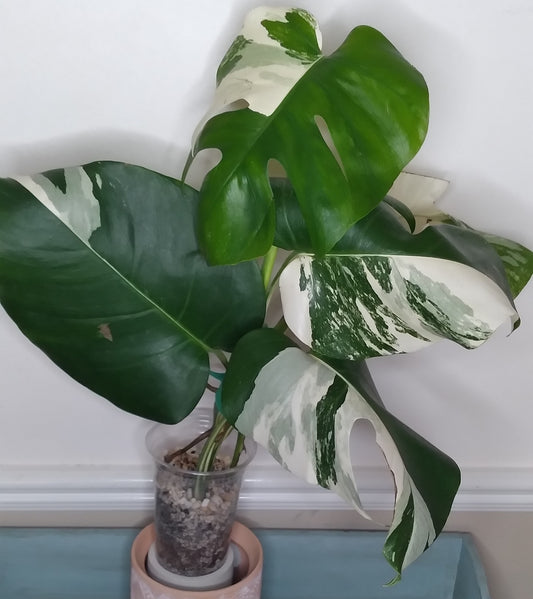 Monstera Albo A39