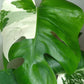 Monstera Albo A39