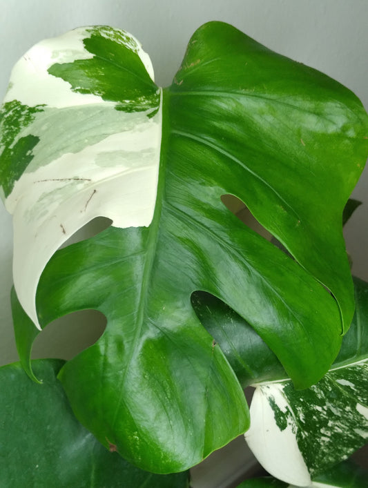 Monstera Albo A39