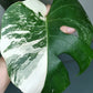 Monstera Albo A39