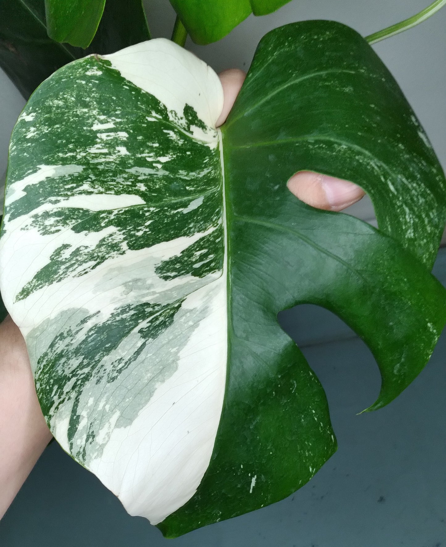 Monstera Albo A39