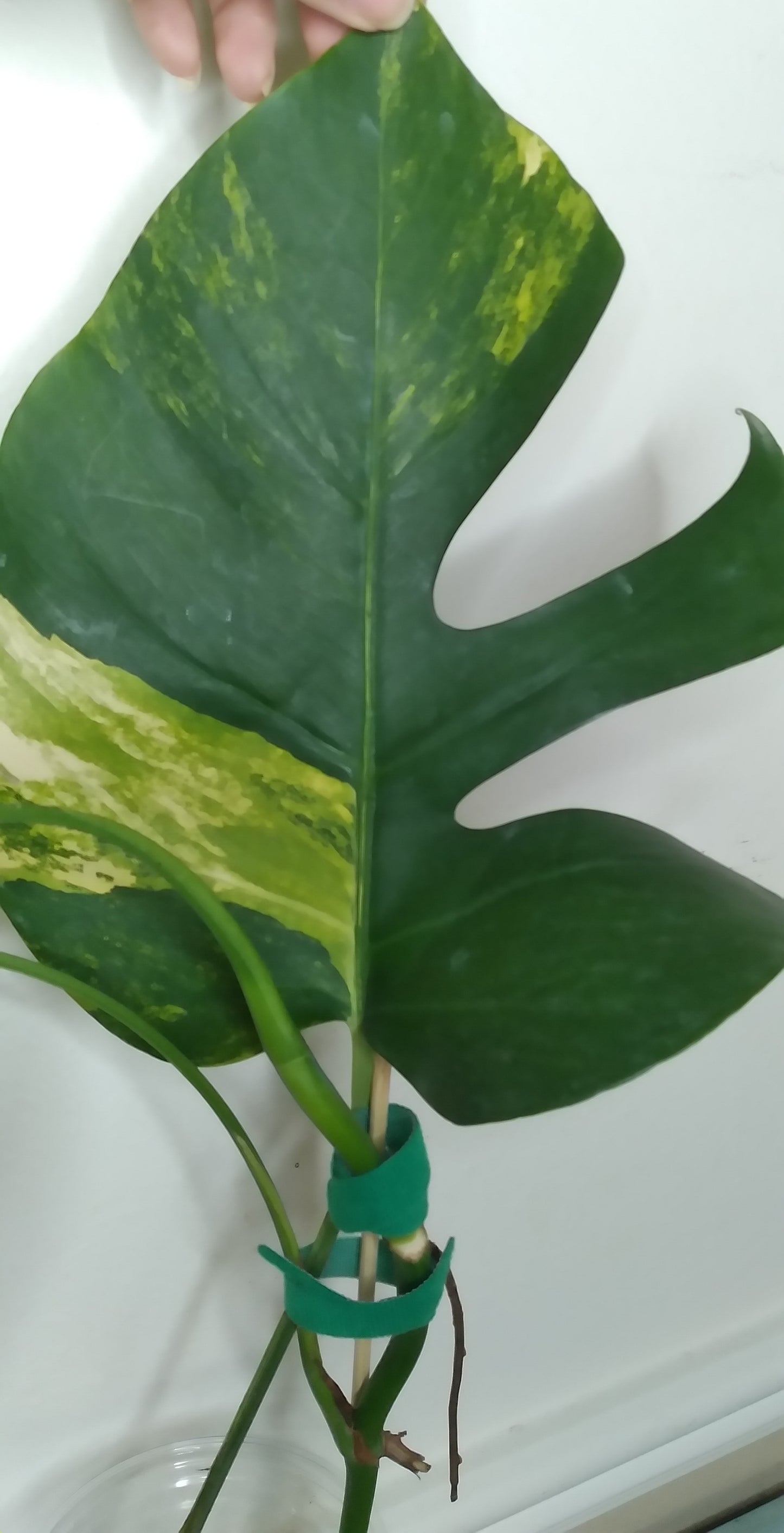 Monstera Aurea AU30