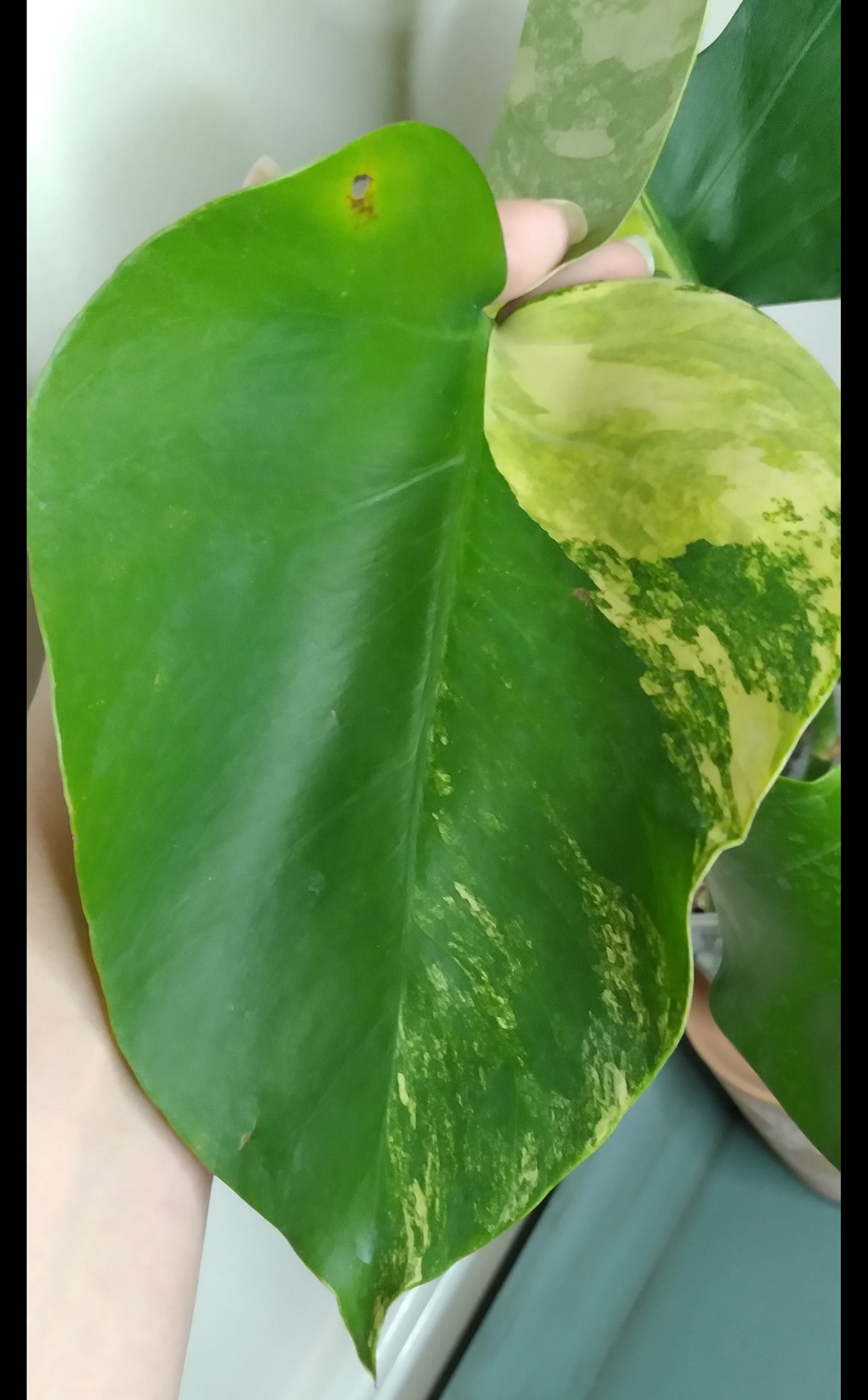 Monstera Aurea AU30