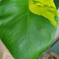 Monstera Aurea AU30