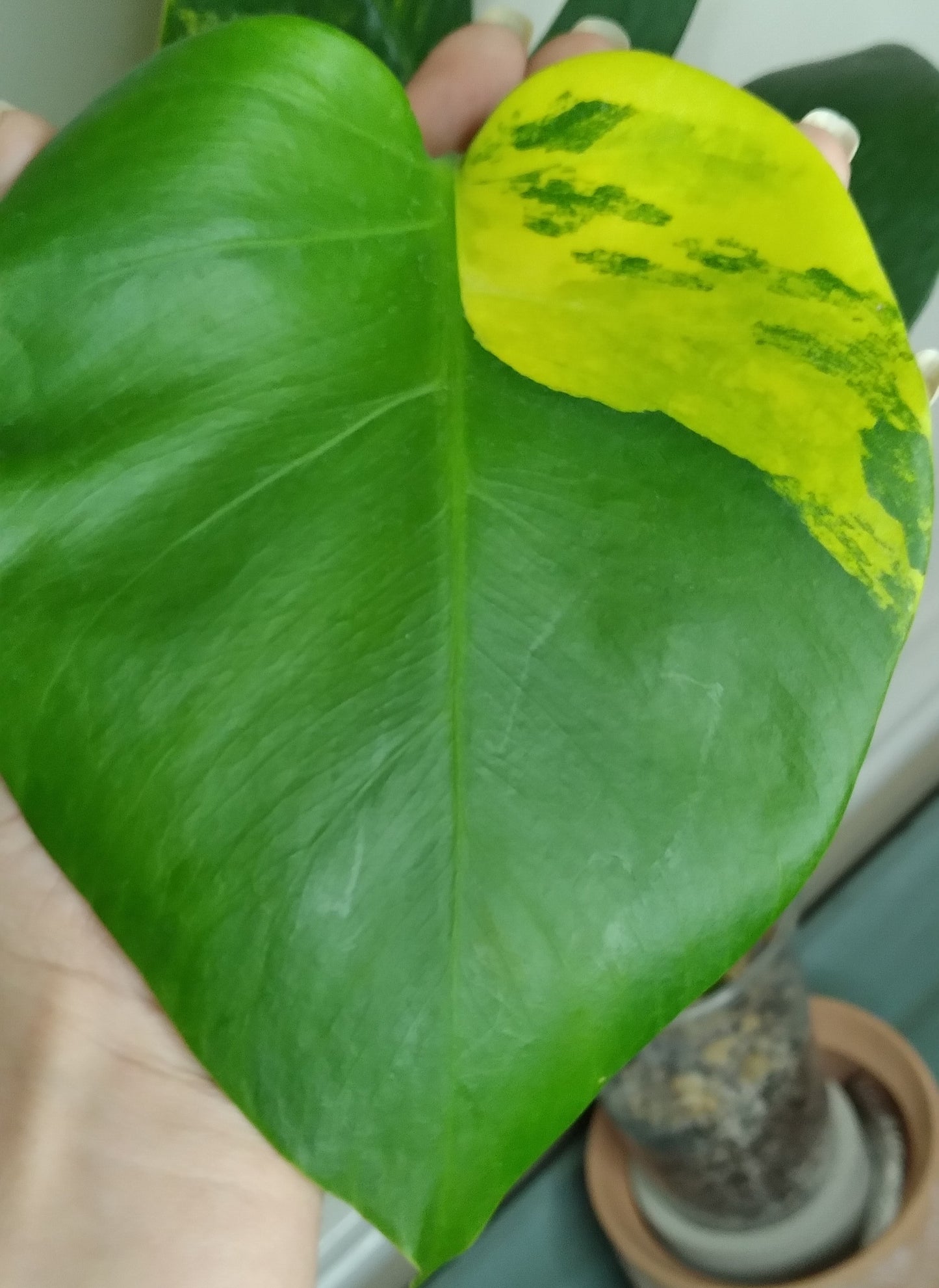 Monstera Aurea AU30