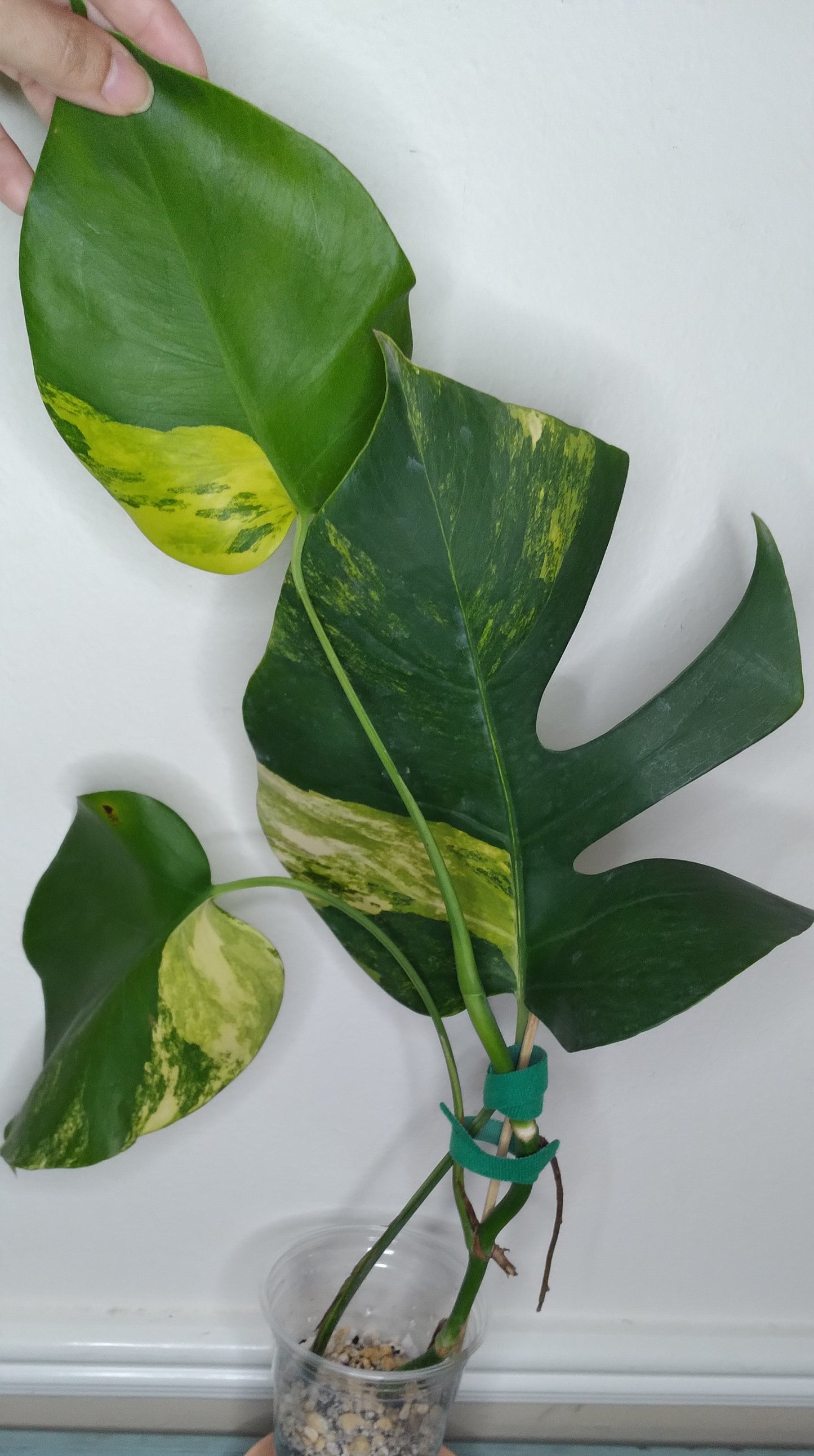 Monstera Aurea AU30