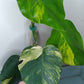 Monstera Aurea AU31