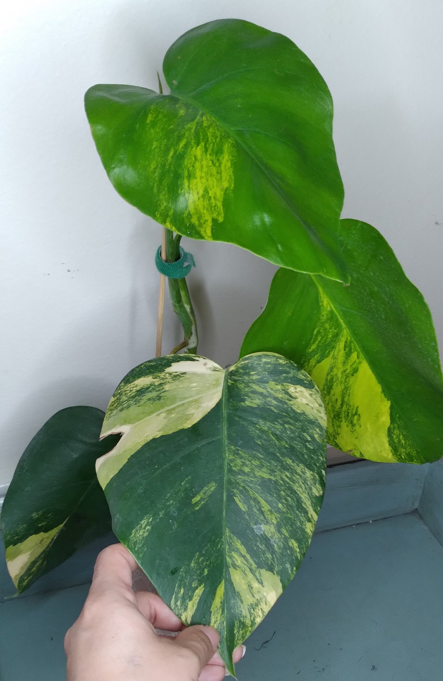 Monstera Aurea AU31