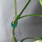 Monstera Aurea AU31