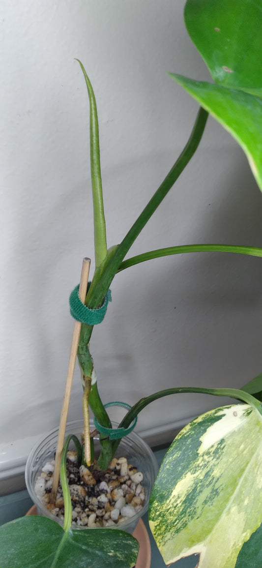 Monstera Aurea AU31