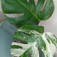 Monstera Albo A40