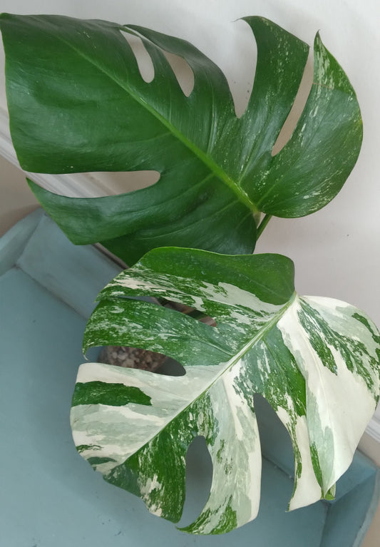 Monstera Albo A40