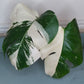 Monstera Albo A41