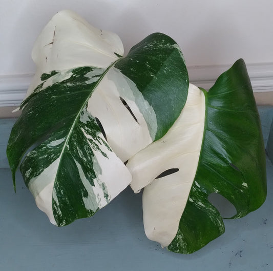 Monstera Albo A41