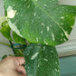 Monstera Thai Con T40