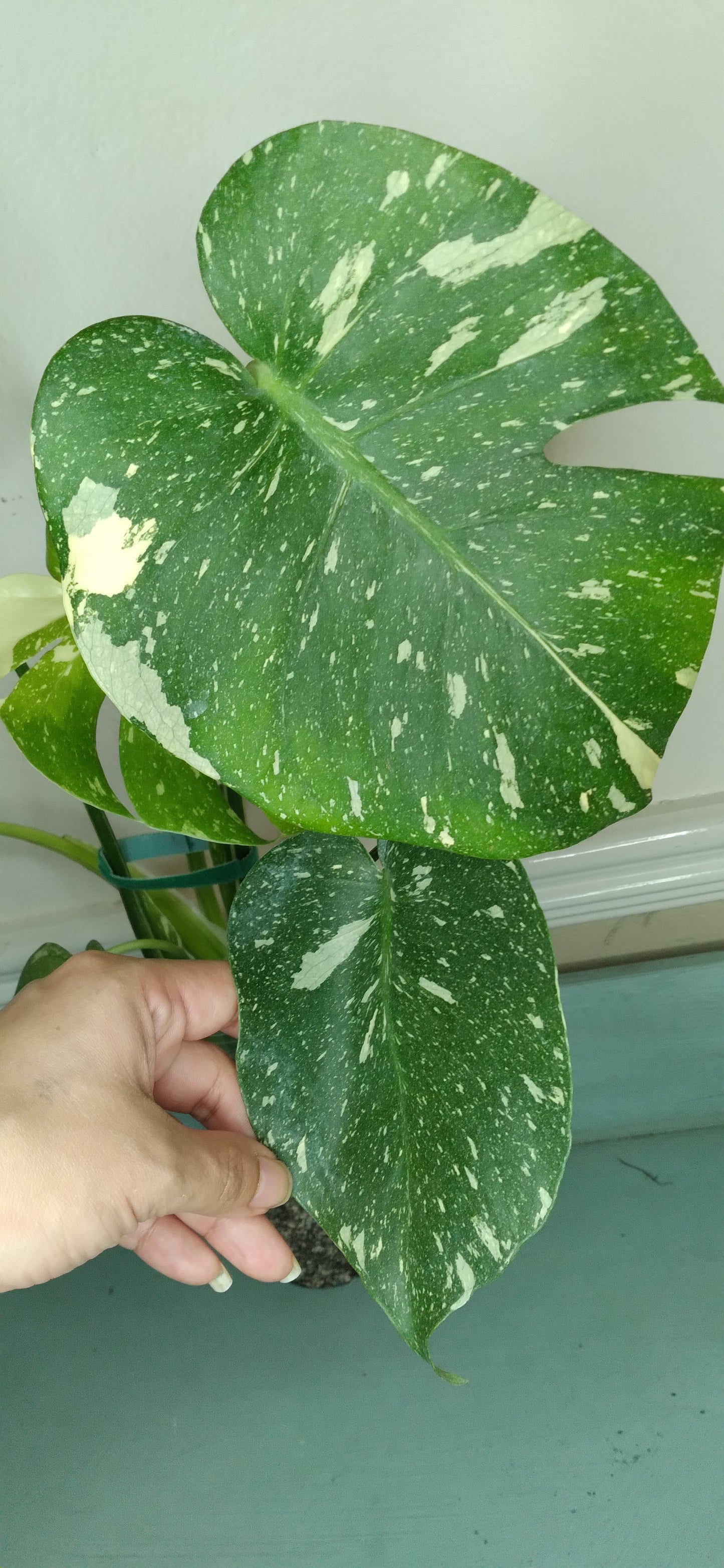 Monstera Thai Con T40