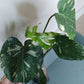 Monstera Thai Con T40