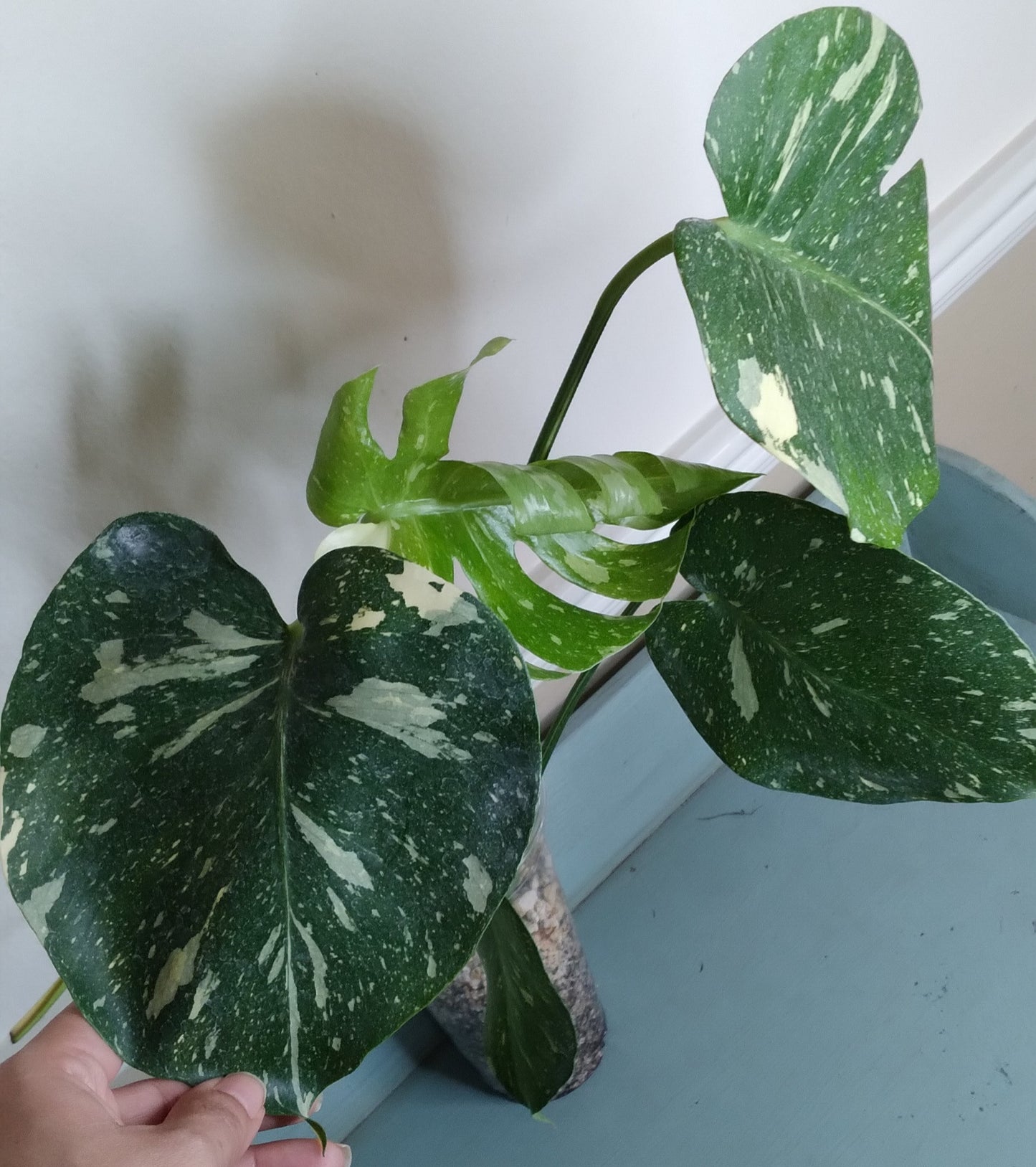 Monstera Thai Con T40