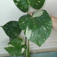 Monstera Thai Con T41