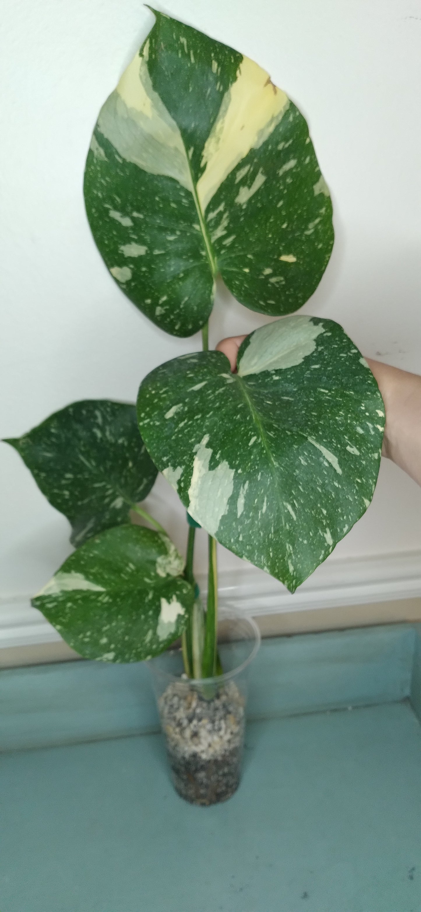 Monstera Thai Con T41