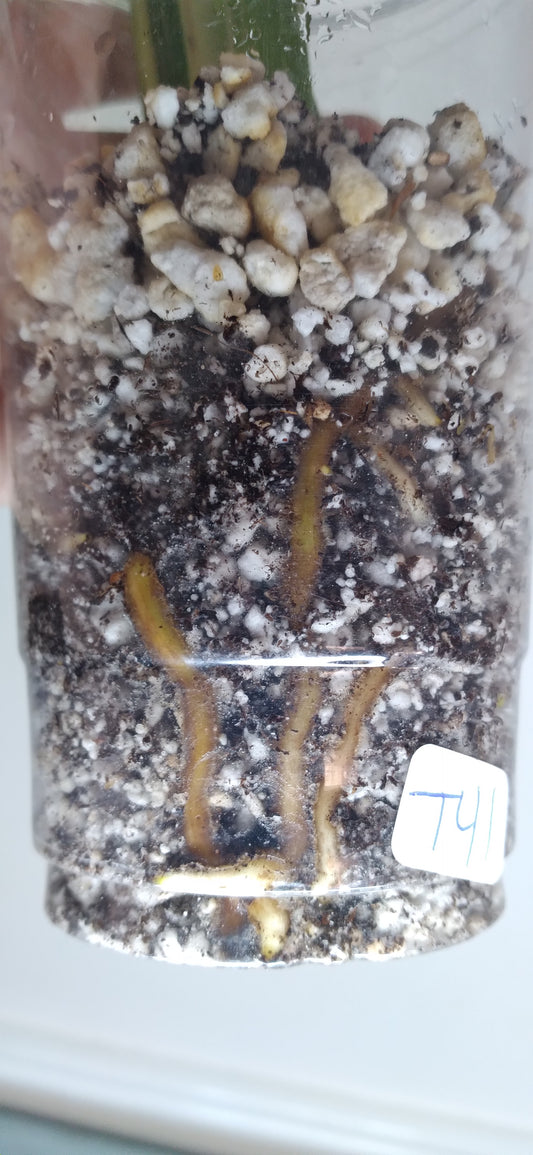 Monstera Thai Con T41
