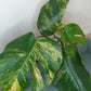 Monstera Aurea AU40