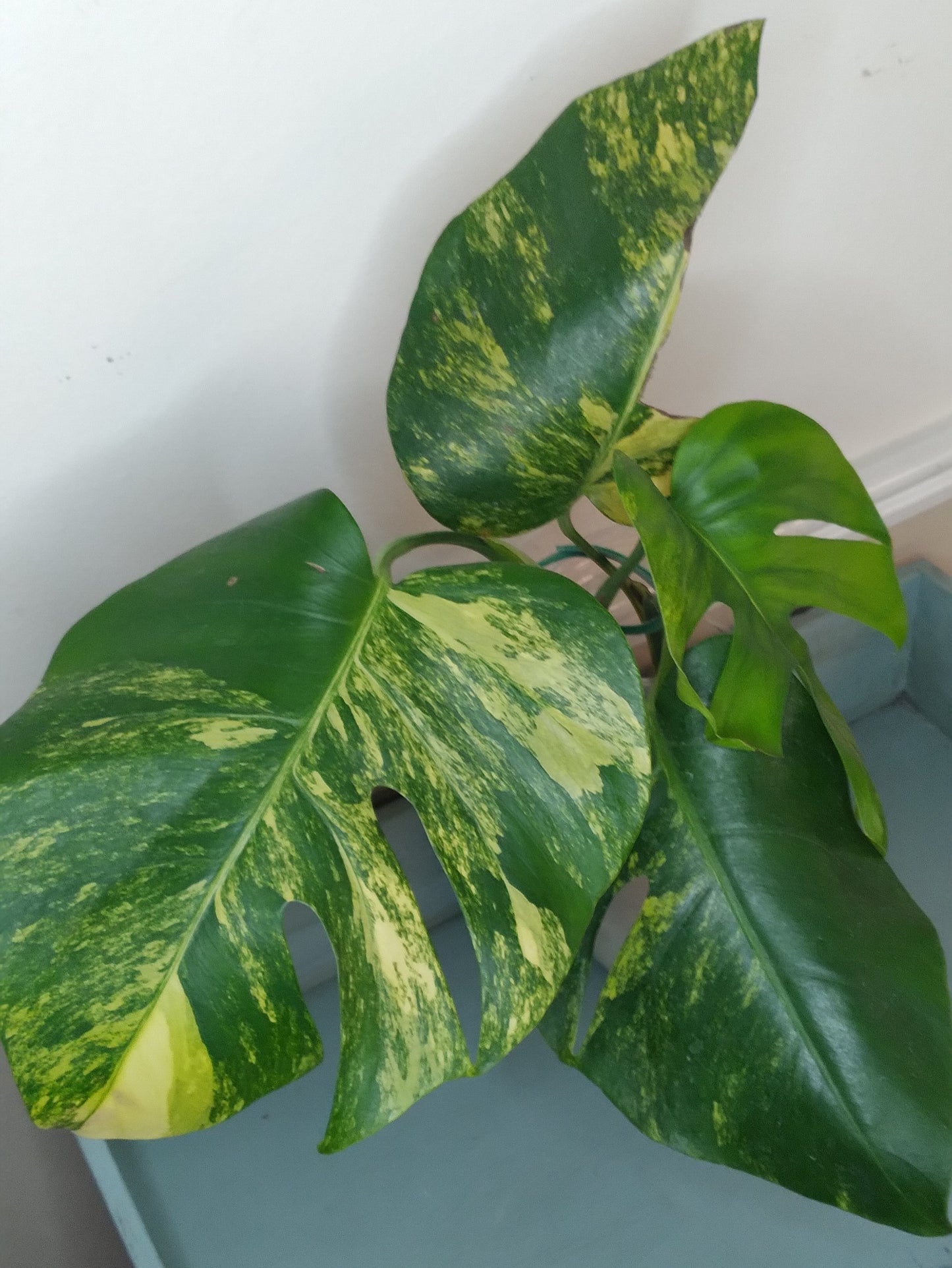 Monstera Aurea AU40