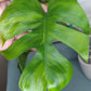 Monstera Aurea AU40