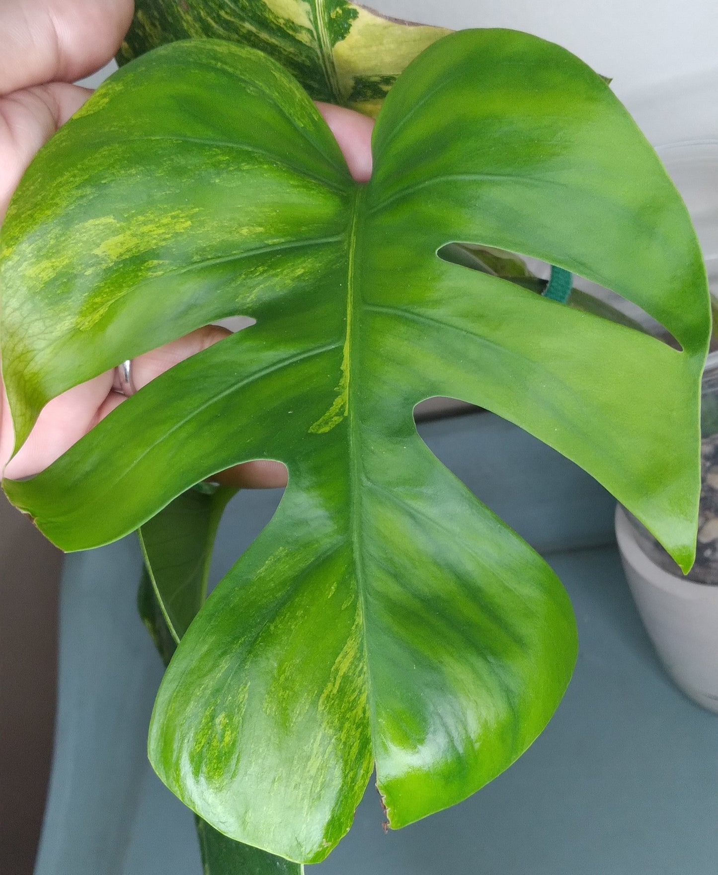 Monstera Aurea AU40