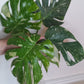 Monstera Thai Con T43