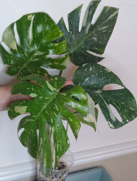 Monstera Thai Con T43