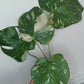 Monstera Thai Con T44