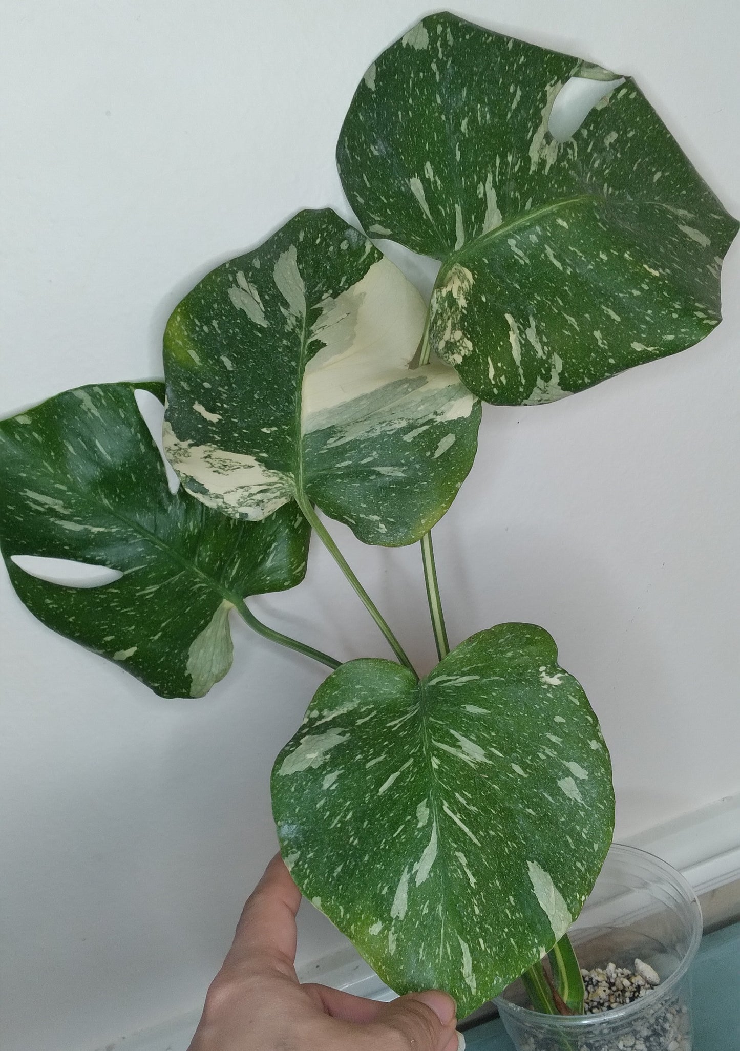 Monstera Thai Con T44