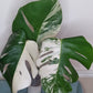 Monstera Albo A45