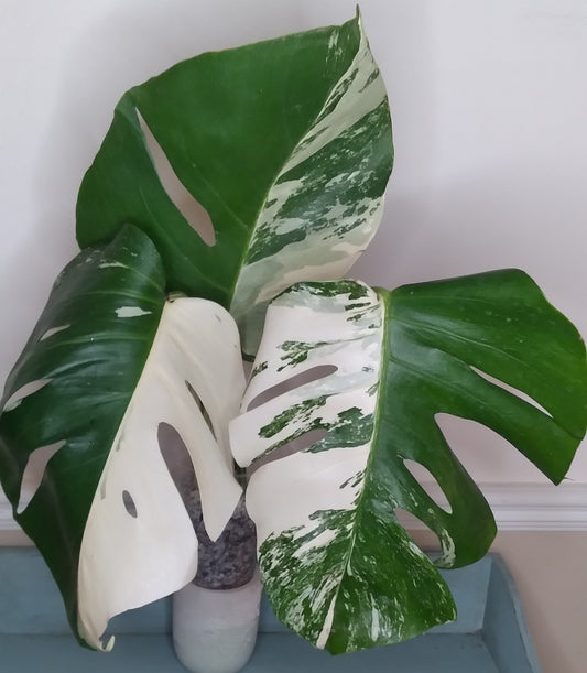 Monstera Albo A45