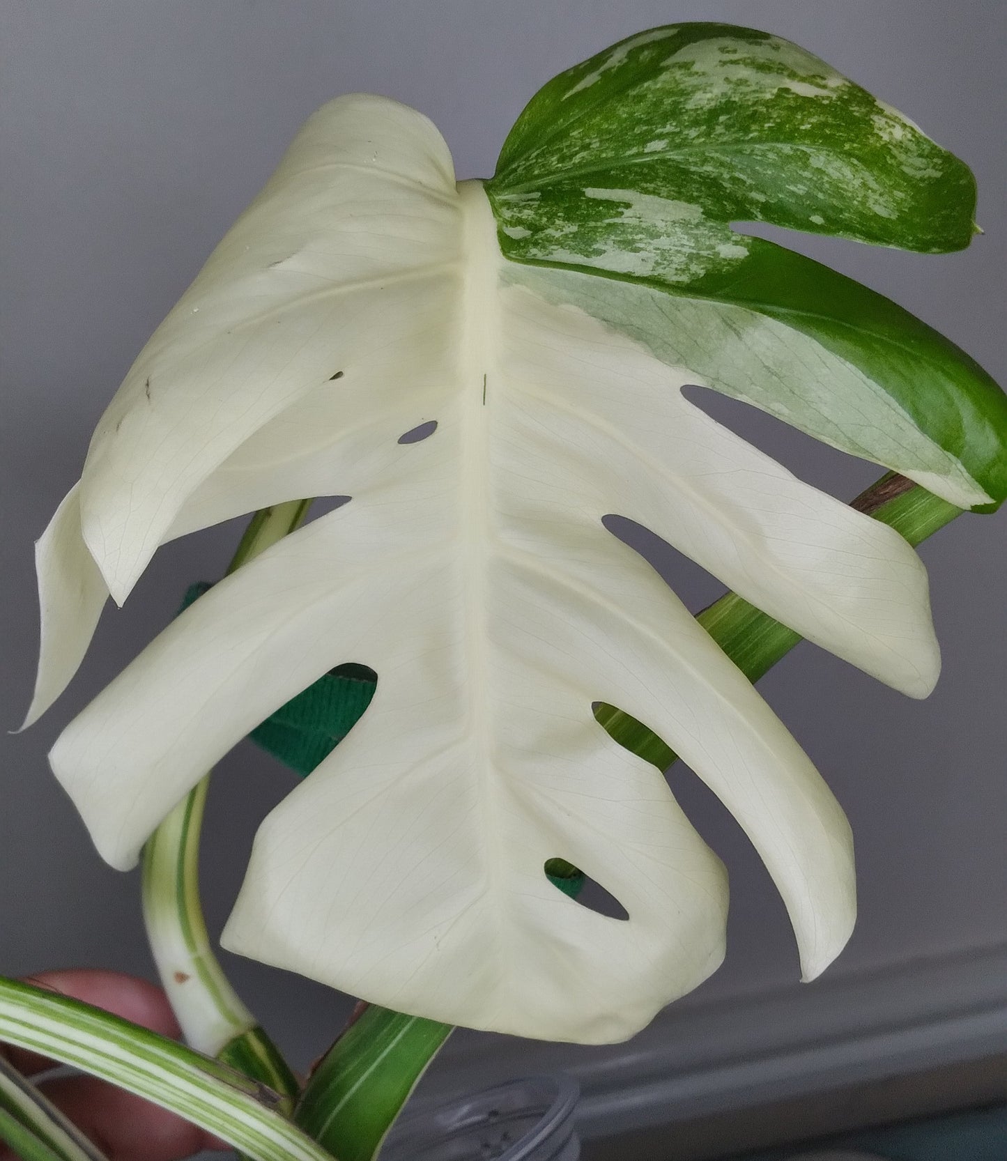 Monstera Albo A46