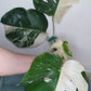 Monstera Albo A46