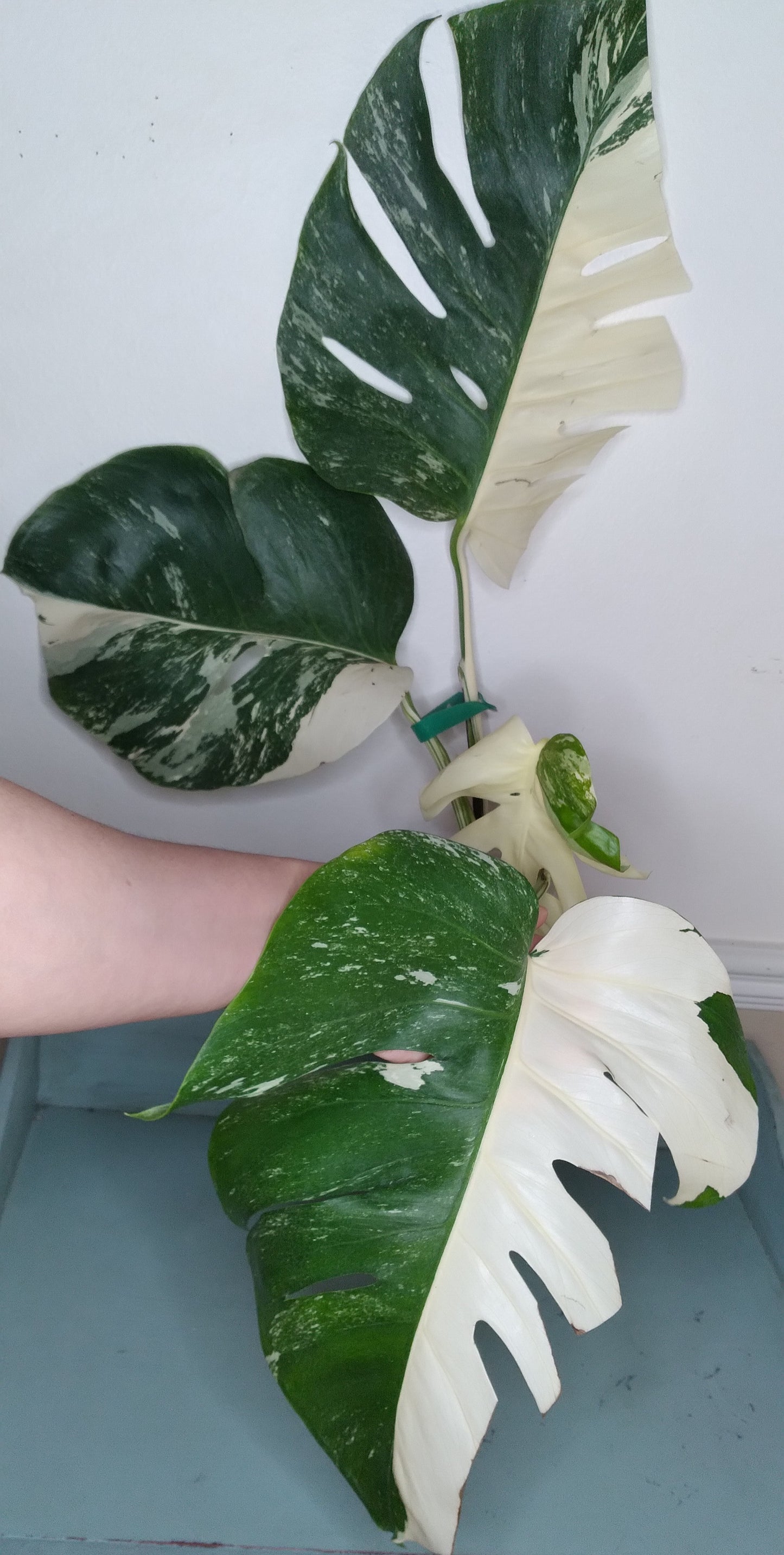 Monstera Albo A46