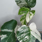 Monstera Albo A49