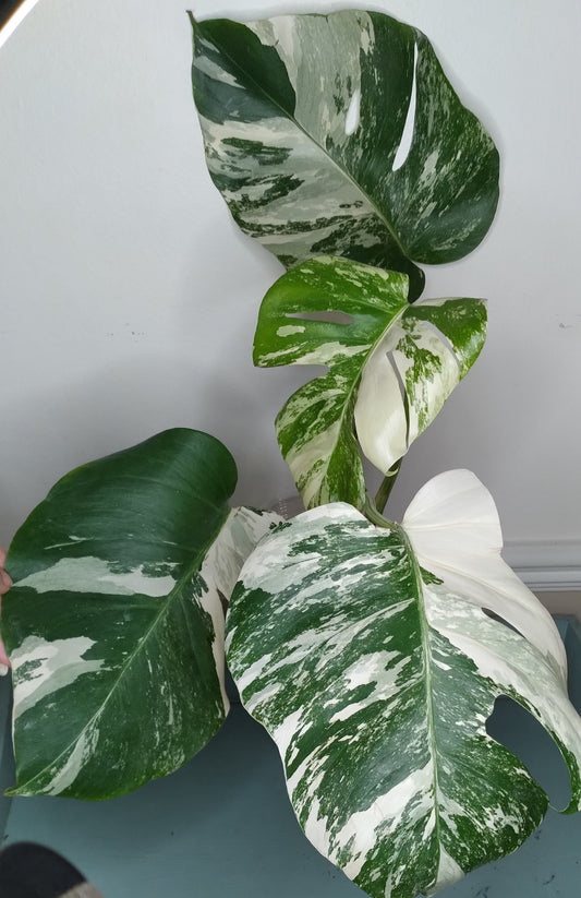 Monstera Albo A49